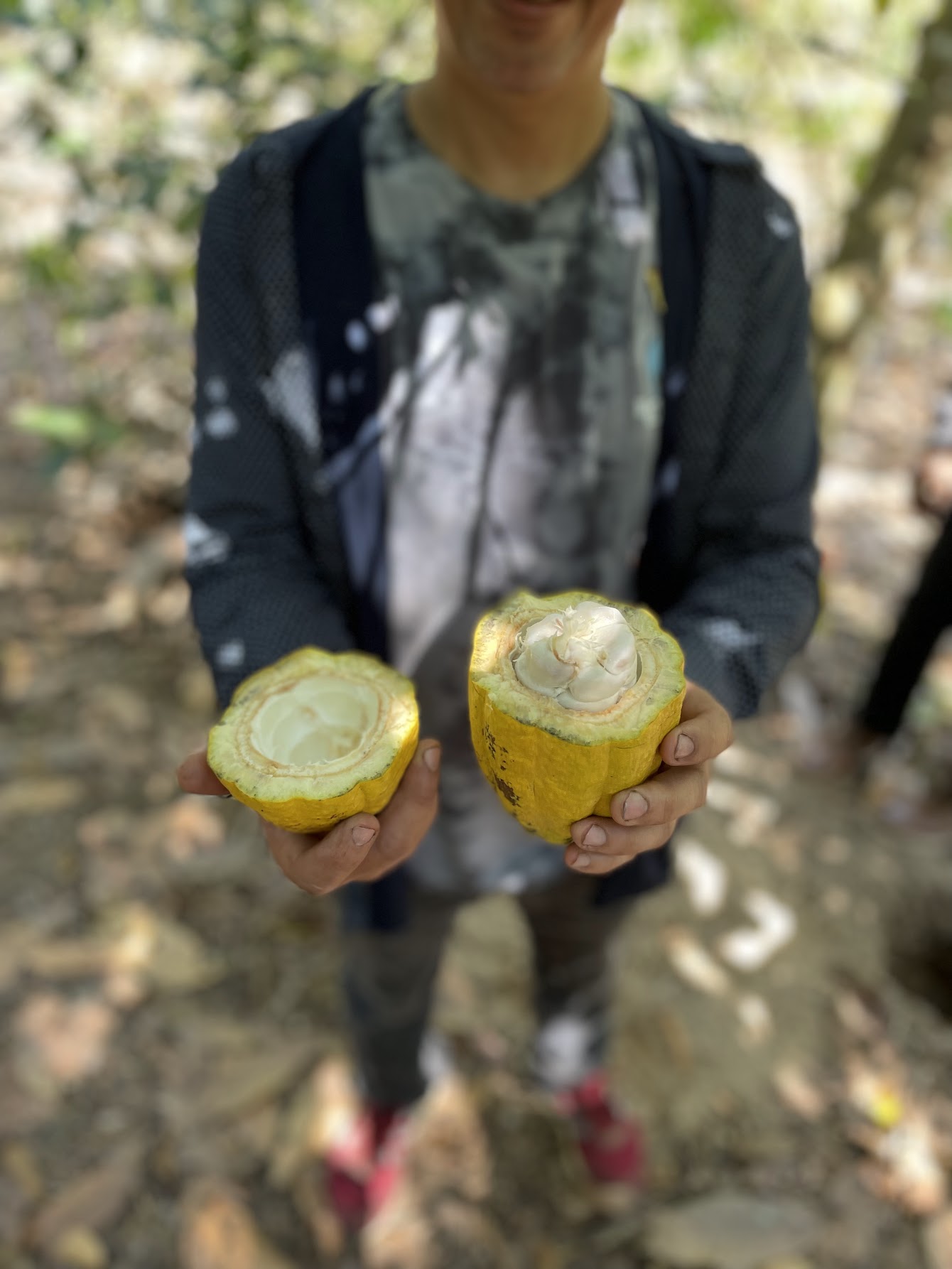 Competitive pricing - Freshly opened Honduran cacao pod revealing its white pulp and seeds