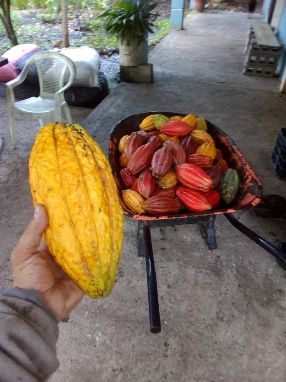 El Paraíso Cacao Beans