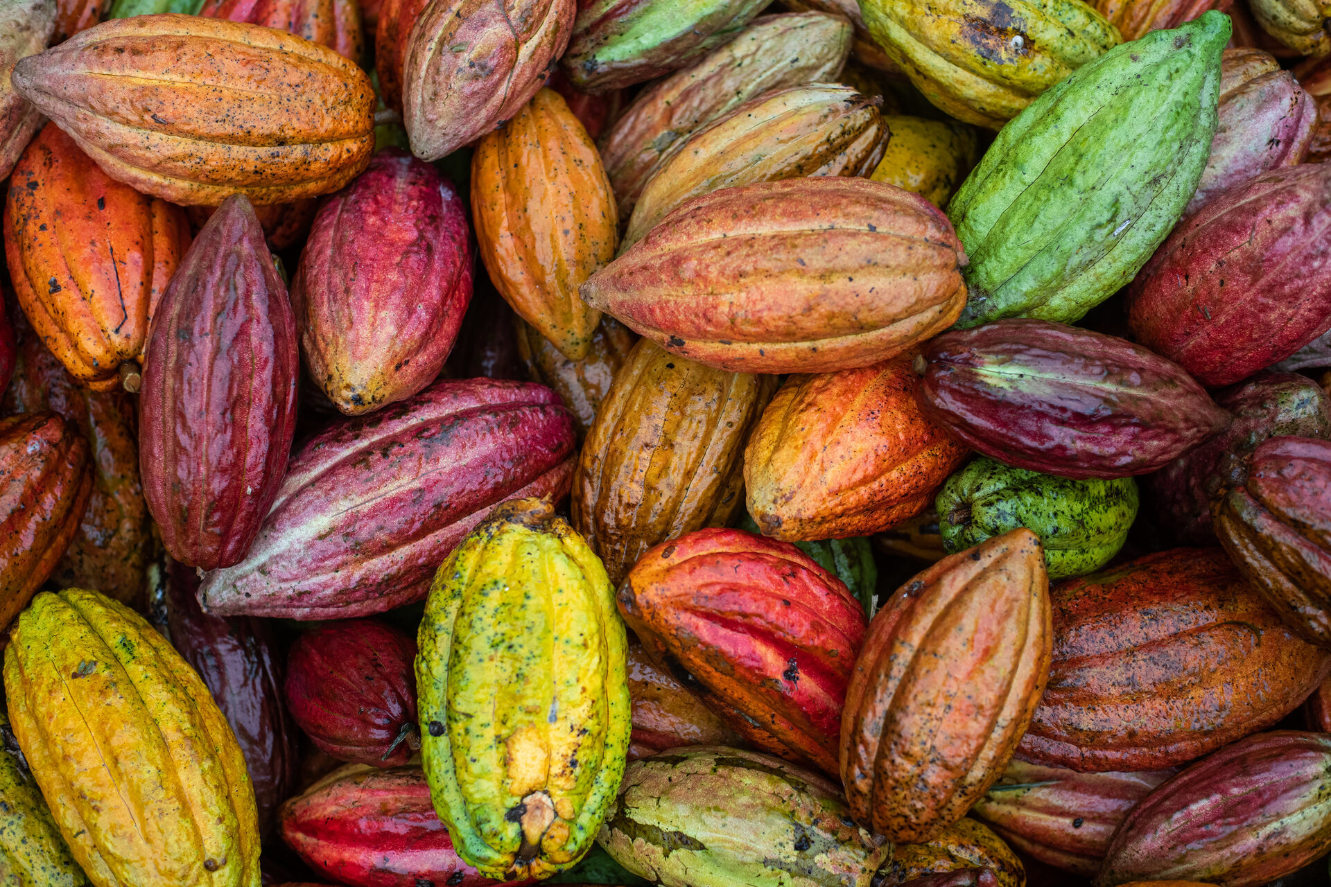 Colorful cacao pods growing in Honduras