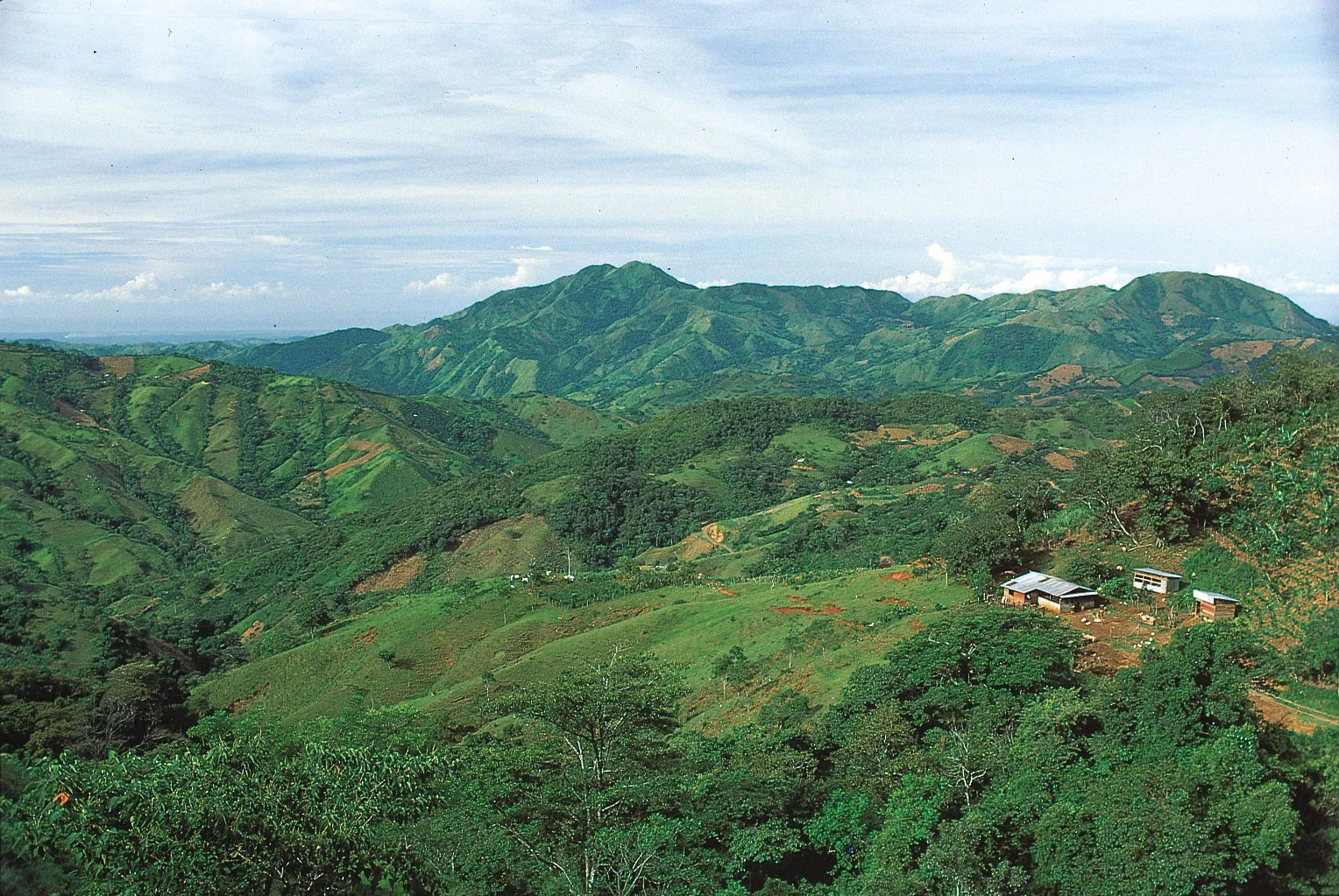 A cacao farm in the Honduran highlands of Comayagua