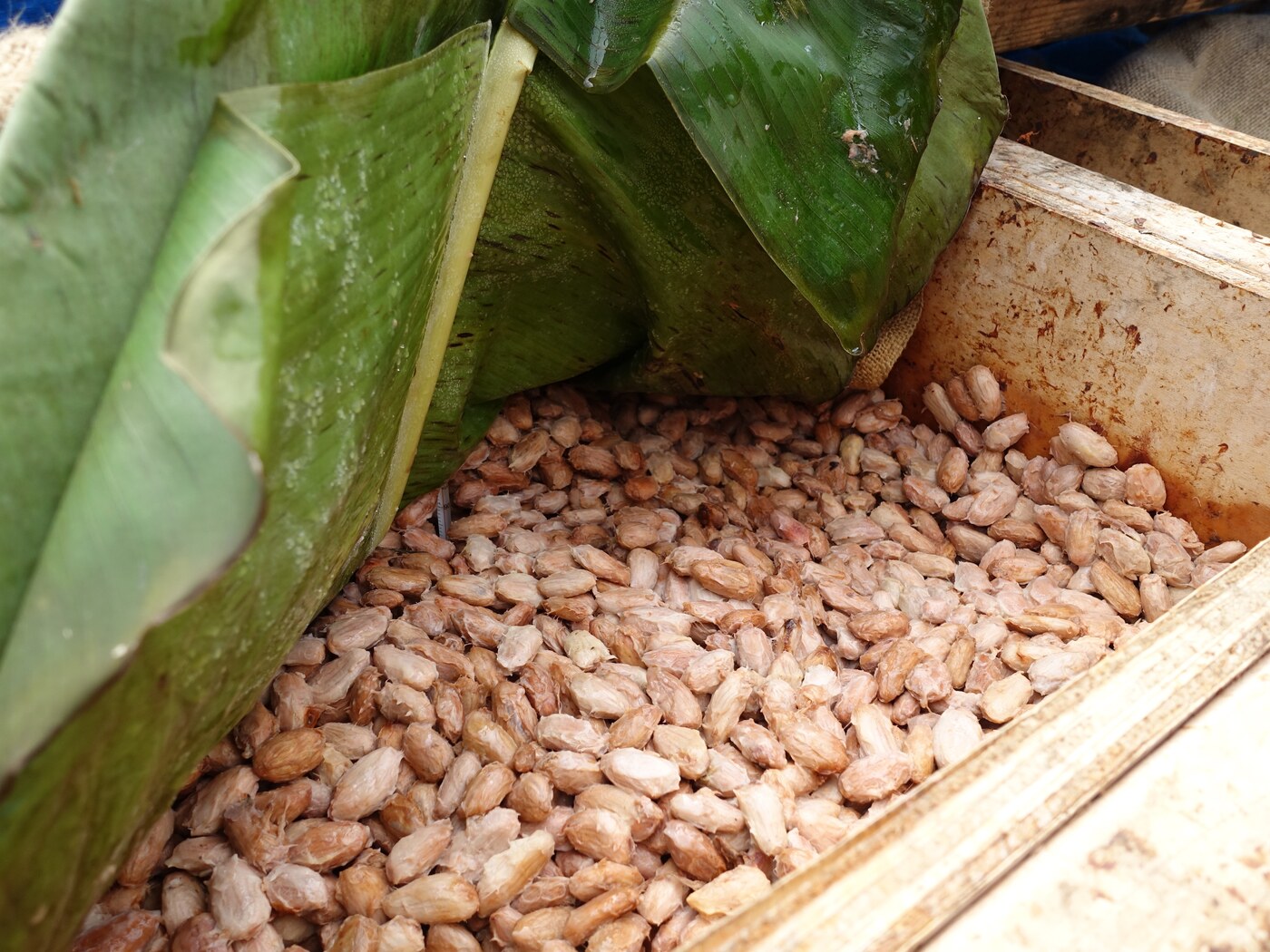 Fresh Honduran cacao beans fermenting after harvest